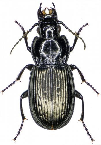 Pterostichus yvanii